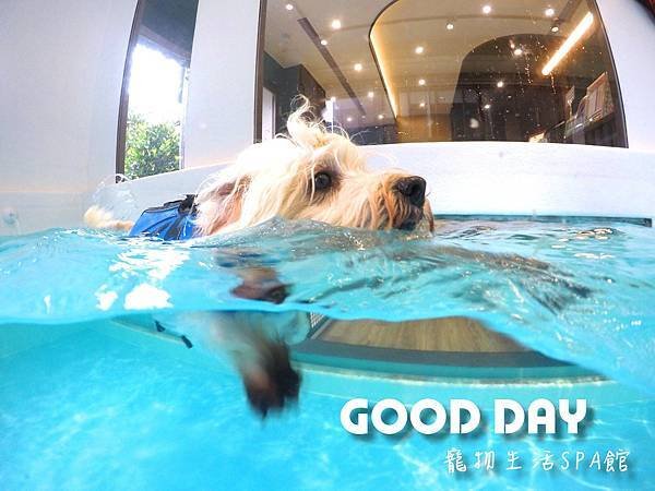 竹北狗狗游泳GOOD DAY寵物生活館~適合大小型犬，在這裡