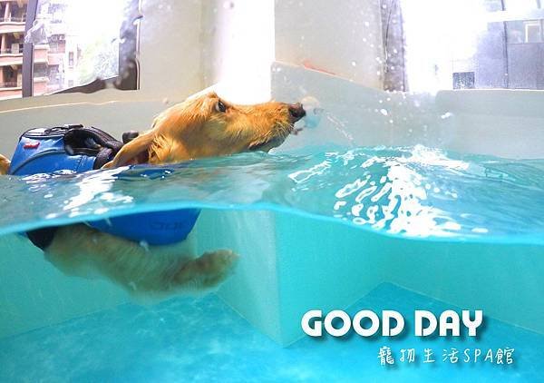 竹北狗狗游泳GOOD DAY寵物生活館~適合大小型犬，在這裡