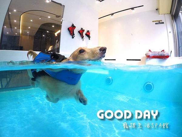 竹北狗狗游泳GOOD DAY寵物生活館~適合大小型犬，在這裡