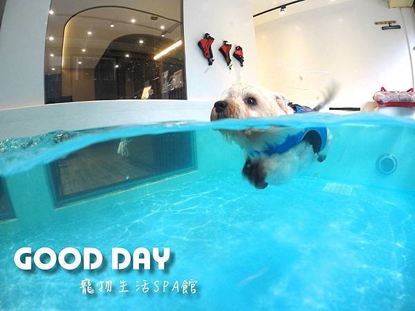 竹北狗狗游泳GOOD DAY寵物生活館~適合大小型犬，在這裡