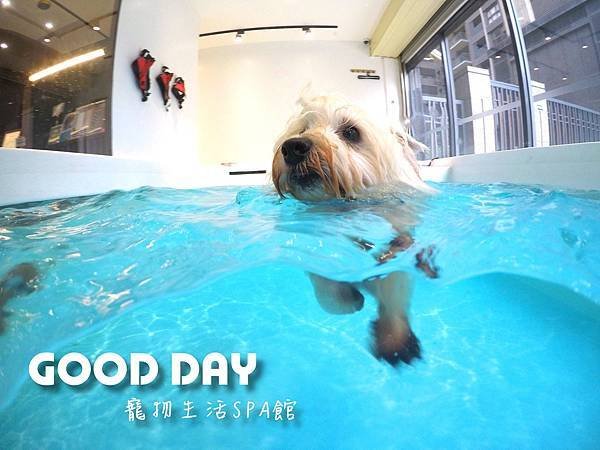 竹北狗狗游泳GOOD DAY寵物生活館~適合大小型犬，在這裡