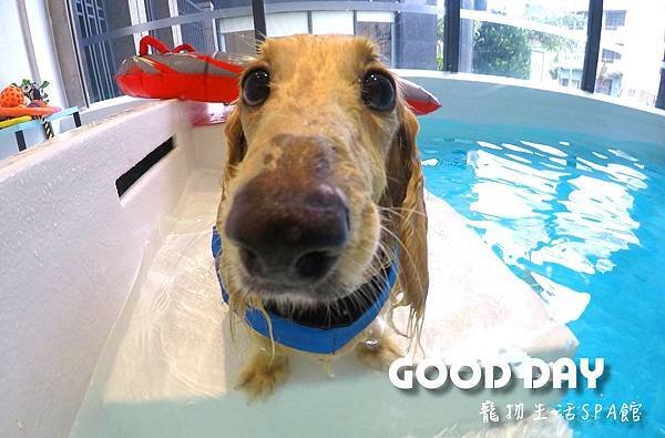 竹北狗狗游泳GOOD DAY寵物生活館~適合大小型犬，在這裡