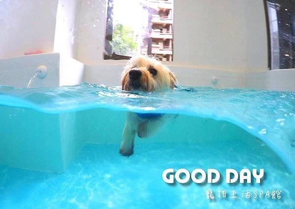 竹北狗狗游泳GOOD DAY寵物生活館~適合大小型犬，在這裡