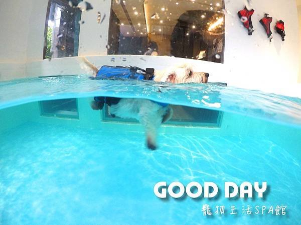 竹北狗狗游泳GOOD DAY寵物生活館~適合大小型犬，在這裡