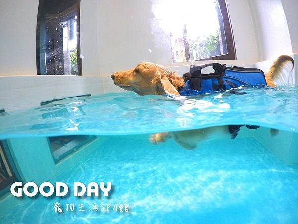 竹北狗狗游泳GOOD DAY寵物生活館~適合大小型犬，在這裡