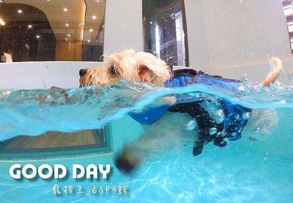 竹北狗狗游泳GOOD DAY寵物生活館~適合大小型犬，在這裡
