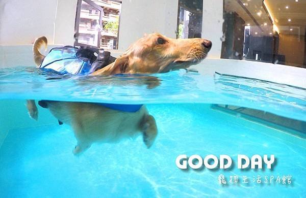 竹北狗狗游泳GOOD DAY寵物生活館~適合大小型犬，在這裡
