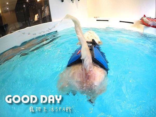 竹北狗狗游泳GOOD DAY寵物生活館~適合大小型犬，在這裡