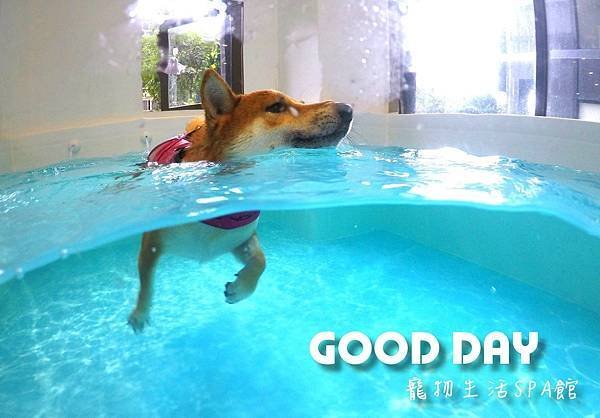 〈竹北景點〉【GOOD DAY寵物旅館】帶狗狗去游泳!寵物游