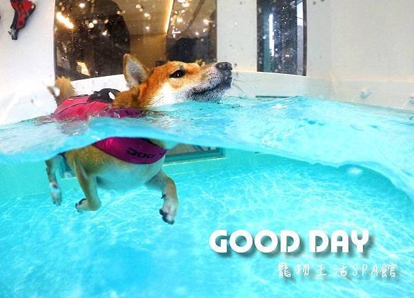 〈竹北景點〉【GOOD DAY寵物旅館】帶狗狗去游泳!寵物游