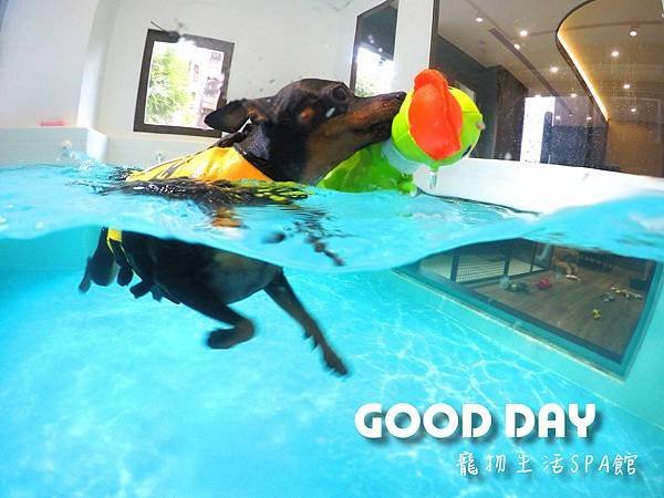 〈竹北景點〉【GOOD DAY寵物旅館】帶狗狗去游泳!寵物游
