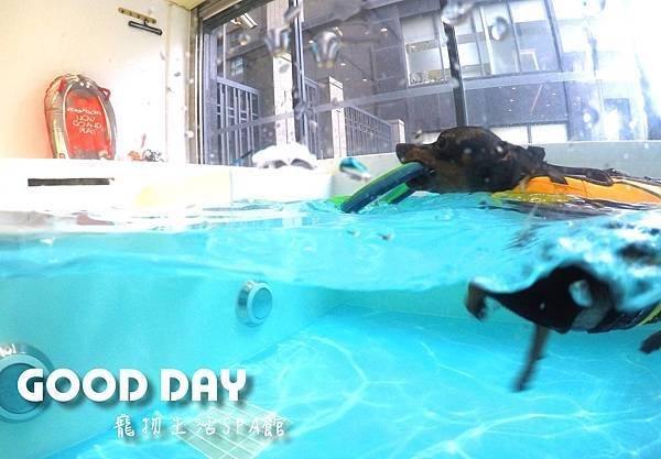〈竹北景點〉【GOOD DAY寵物旅館】帶狗狗去游泳!寵物游