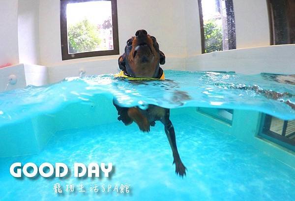 〈竹北景點〉【GOOD DAY寵物旅館】帶狗狗去游泳!寵物游