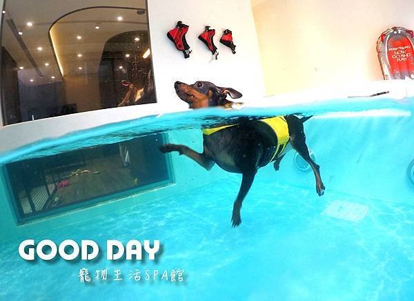 〈竹北景點〉【GOOD DAY寵物旅館】帶狗狗去游泳!寵物游