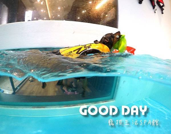 〈竹北景點〉【GOOD DAY寵物旅館】帶狗狗去游泳!寵物游