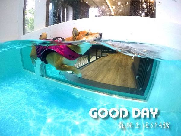 〈竹北景點〉【GOOD DAY寵物旅館】帶狗狗去游泳!寵物游