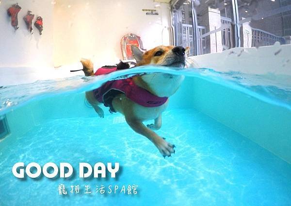 〈竹北景點〉【GOOD DAY寵物旅館】帶狗狗去游泳!寵物游