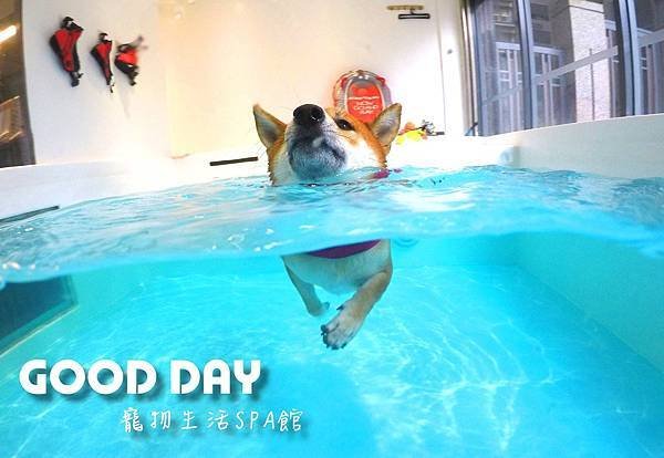 〈竹北景點〉【GOOD DAY寵物旅館】帶狗狗去游泳!寵物游