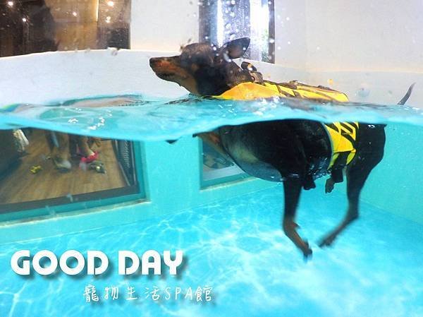 〈竹北景點〉【GOOD DAY寵物旅館】帶狗狗去游泳!寵物游