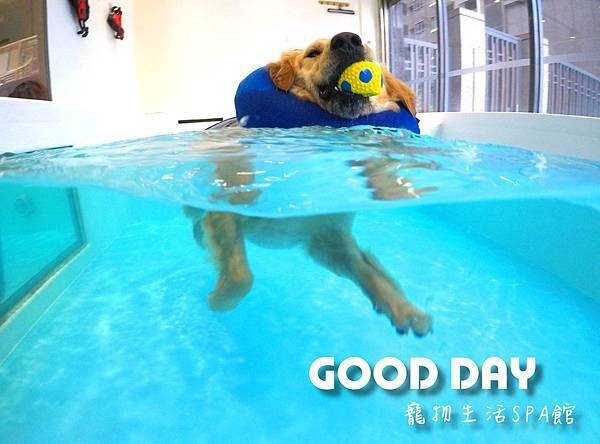 雙GOLDEN 娜娜&amp;強森