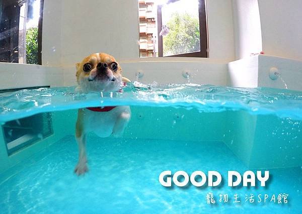 Good Day-寵物住宿、安親 | 竹北狗狗寄宿 - 游泳
