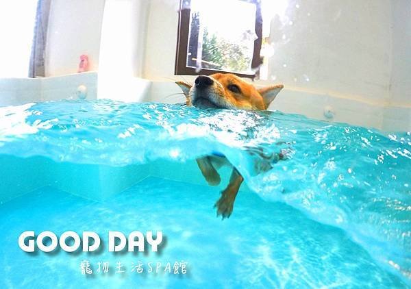 Good Day-寵物住宿、安親 | 竹北狗狗寄宿 - 游泳