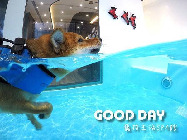 Good Day-寵物住宿、安親 | 竹北狗狗寄宿 - 游泳