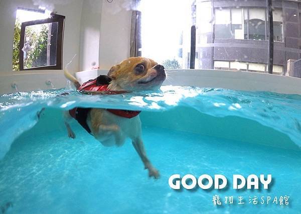 Good Day-寵物住宿、安親 | 竹北狗狗寄宿 - 游泳