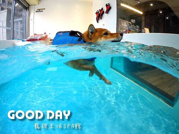Good Day-寵物住宿、安親 | 竹北狗狗寄宿 - 游泳