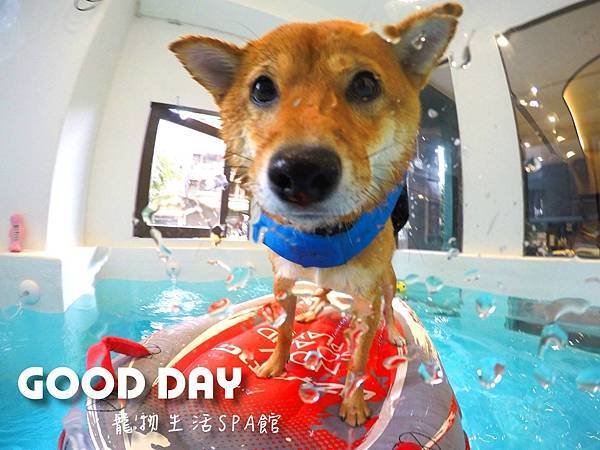 Good Day-寵物住宿、安親 | 竹北狗狗寄宿 - 游泳