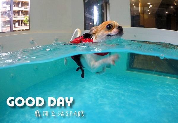 Good Day-寵物住宿、安親 | 竹北狗狗寄宿 - 游泳