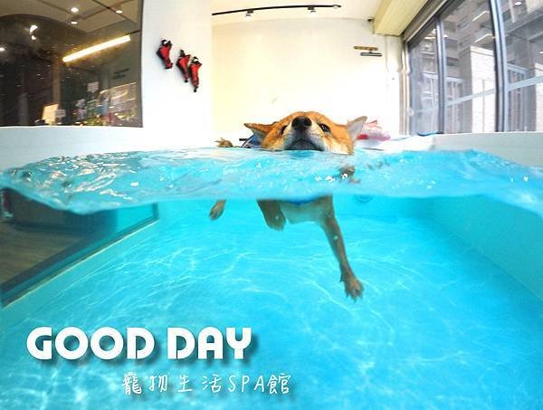 Good Day-寵物住宿、安親 | 竹北狗狗寄宿 - 游泳