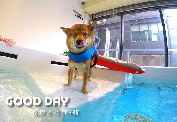 Good Day-寵物住宿、安親 | 竹北狗狗寄宿 - 游泳