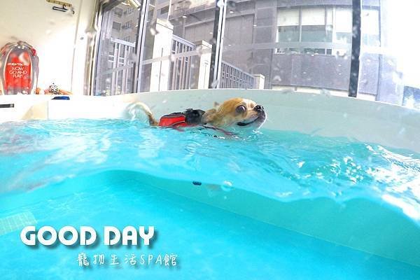 Good Day-寵物住宿、安親 | 竹北狗狗寄宿 - 游泳