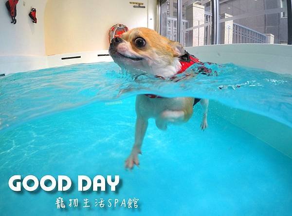 Good Day-寵物住宿、安親 | 竹北狗狗寄宿 - 游泳