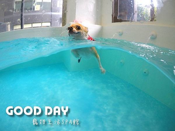 Good Day-寵物住宿、安親 | 竹北狗狗寄宿 - 游泳