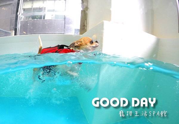 Good Day-寵物住宿、安親 | 竹北狗狗寄宿 - 游泳