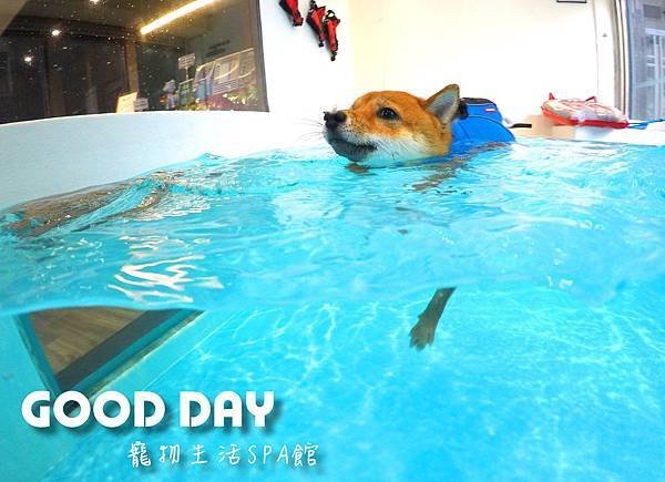 Good Day-寵物住宿、安親 | 竹北狗狗寄宿 - 游泳