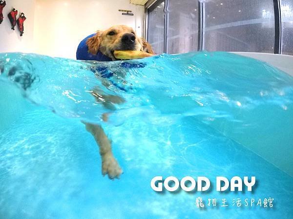 [請問] 大家有帶狗狗去游泳或玩水過嗎? - Good Da