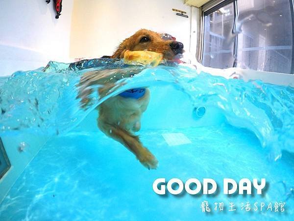 雨天也能去的室內溫水池全集結！ | GOOD DAY寵物泳池