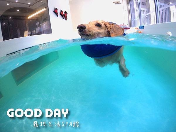 GOOD DAY生活館〜新竹/竹北狗狗游泳樂園新開幕，游泳池