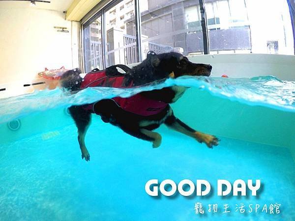 精選全台狗狗遊樂園！帶毛小孩出門放風，在大型泳池玩水、寬敞優