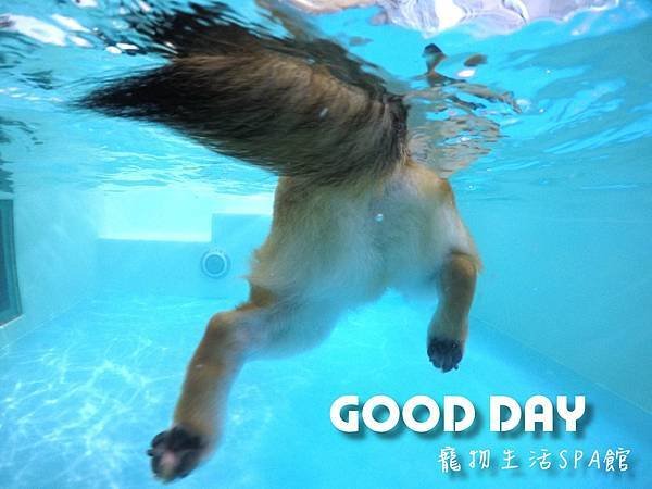 【2024寵物住宿】寵物友善飯店推薦，帶毛孩輕鬆入住！GOO