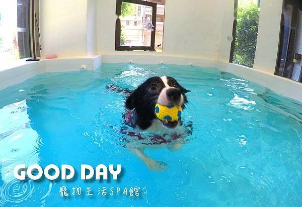 【竹北遊記】GOOD DAY生活館～寵物游泳池、美容安親