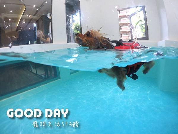 寵物休閒館– Good Day