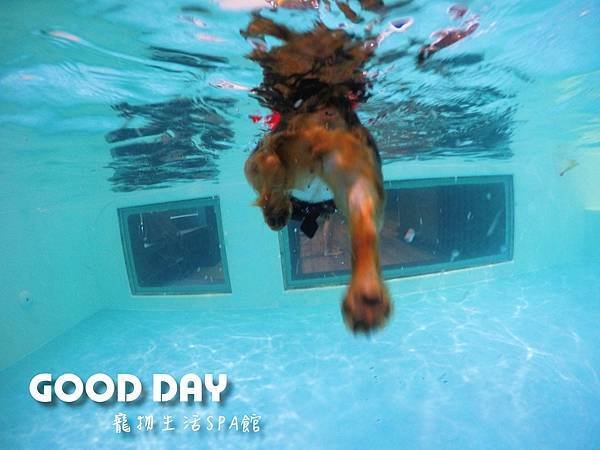 寵物休閒館– Good Day