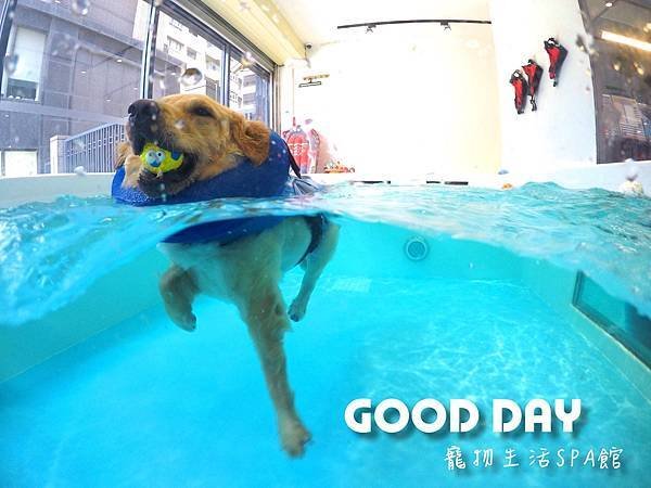 竹北Good Day寵物游泳池｜最愛游泳場地 - 專屬教練