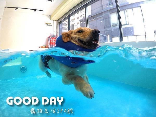 【貓狗旅館暑假住宿】新竹‧竹北寵物旅館游泳館GOOD DAY