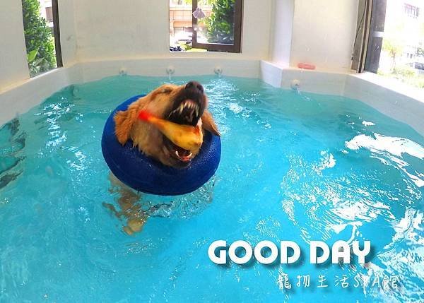 [竹北寵物游泳池]竹北區/GOOD DAY寵物渡假會館/在這