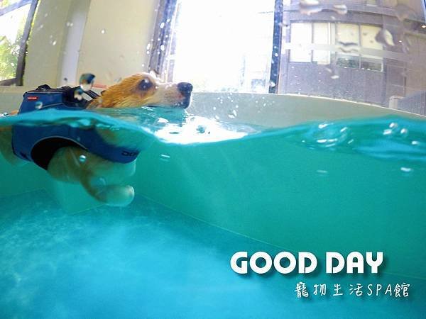 【Good Day寵物渡假會館】竹北寵物美容★ 寵物安親/寵